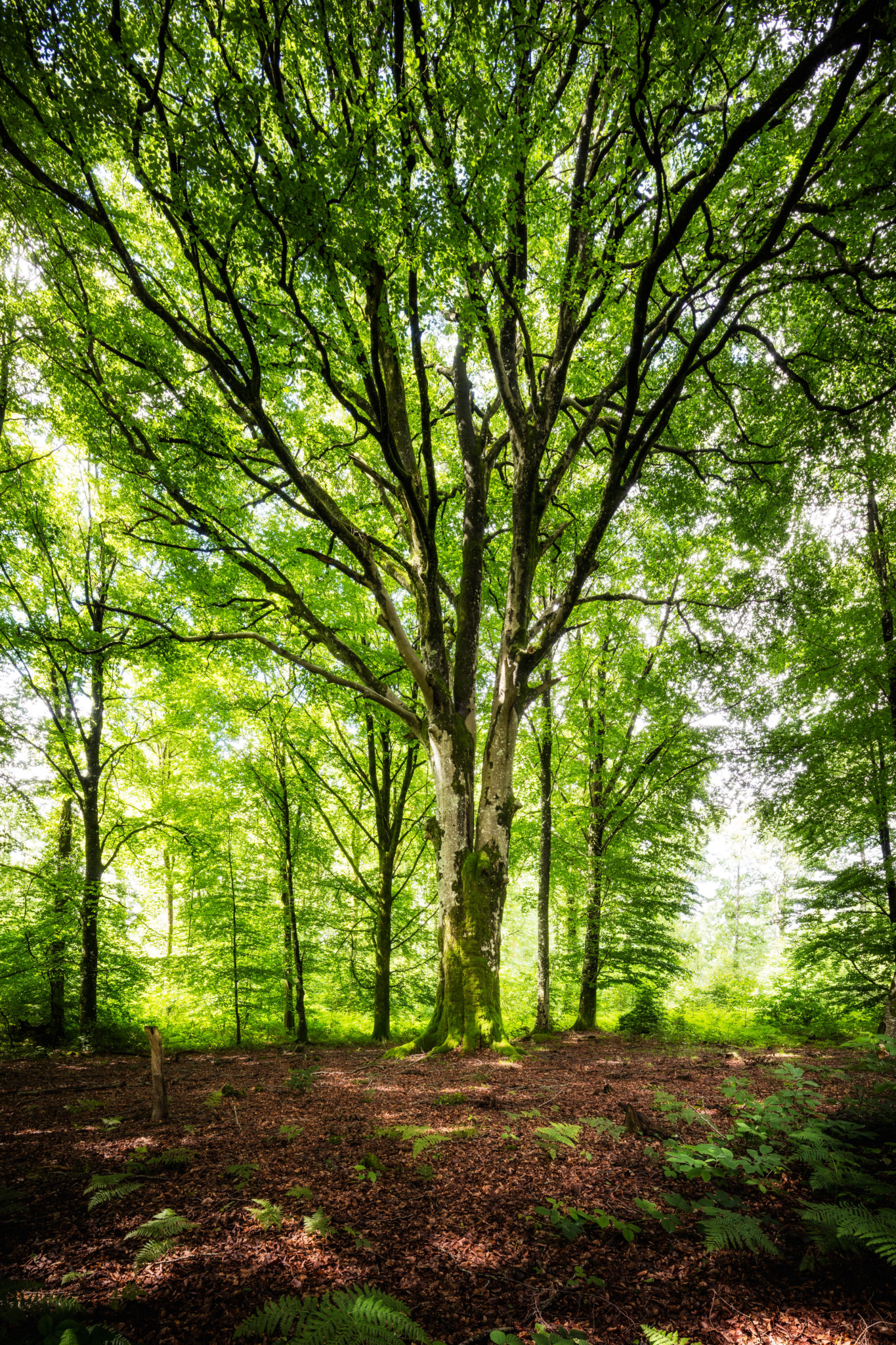 Le Murmure De La Forêt - Quand Les Arbres Parlent Dame Nature Murmure – La forêt parle - Dragonfly | Art of Life